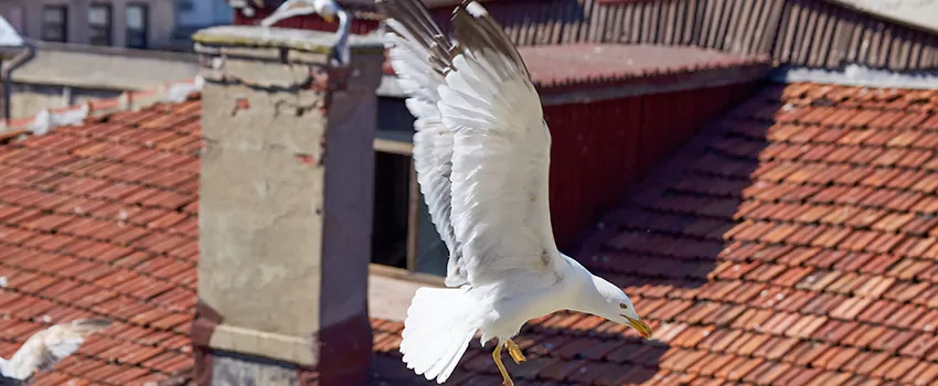 Residential Chimney Animal Removal Solution in Atlantic City, NJ